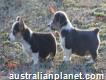Pembroke welsh corgi puppies for sale