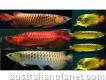 High quality Arowana fishes for sale for