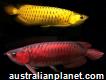 Red Asian Arowana Fish and Others Available