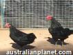 Black Australorp Chickens For Sale