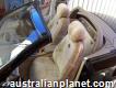 Sheepskin Seat Covers a Necessity