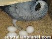 Blue and Gold Macaw eggs,
