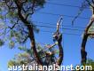 Tree Removal Northern Beaches - Treemendous Tree Care