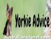 The Complete Yorkie Guide