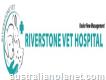 Desexing Cat - Riverstone Vet Hospital