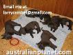 Well Trained Australian Kelpie Puppies For Sale
