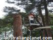 Tree Trimming Sydney - Complete Tree Experts Sydney