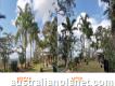 Palm tree removal Gold Coast Touch Wood Trees