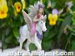 Fairy Tale Gardens - Fairy Gardens