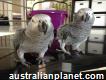Tame african grey parrots
