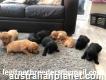 Beautiful Playful Labrador Retriever Puppies For Sale