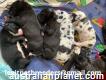 Great Dane Puppies Available For Sale