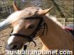 Clever Welsh Pony Horse For Sale