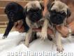 Awesome Pug Pups Available