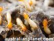 Termite Control Adelaide