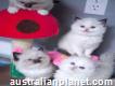 White Ragdoll Kittens
