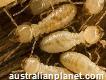 Termite inspection Gold Coast