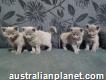Russian Blue kittens for sale