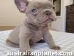 French Bulldog Puppies For sale