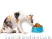 Best Cats Food Food Provider & Maple Pets International Pvt Ltd
