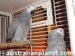 Male and Female African Grey Parrots for Sale