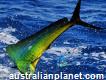 Deep Sea Fishing Charters Gold Coast