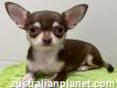 Chihuahua Purebred - Chocolate Smooth Coat Female
