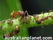 Fast Ant Control Brisbane