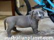 Pit bull puppies or sell