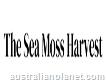 The Sea Moss Harvest