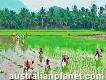 Organic Rice online Grown by Natural Farming Bor Noi