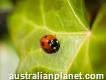 711 Pest Control in Wantirna
