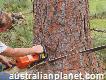 Stump Grinding & Tree Pruning - Tree Removal Servi