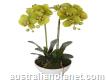 Decorate your home with Artificial plants in Aus.