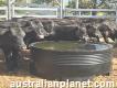Cattle Water Troughs: Hydration Solutions for Live