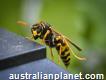 Conquering Wasps with Professional Pest Control