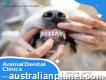 Animal Dental Clinics South Lake