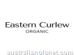 Eastern Curlew Eastern Curlew