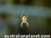 Get Expert Spider Pest Control Service