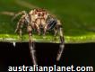 Comprehensive Spider Pest Control for a Safe and P