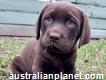 Golden Retriever Puppies for Sale Melbourne,