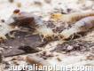 Termite Infestation Perth