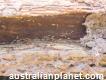 Termite Protection Adelaide