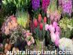Market Fresh Flowers