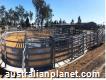 Which Calf Handling Equipment Is Best for Beginner