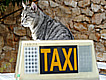 Pet taxis in Australia